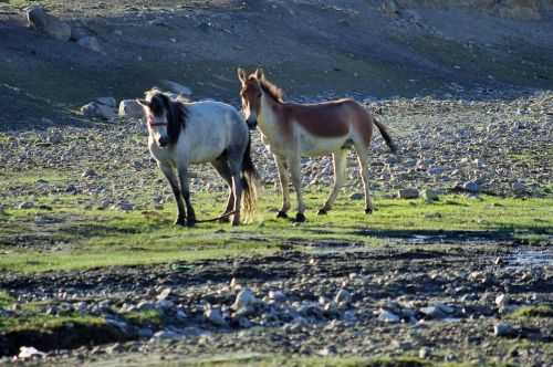 TREKKING IN LADAKH | CHANGTANG 2017